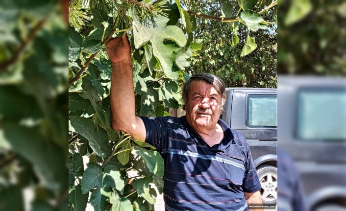 Küresel ısınmayı fırsata çevirdi Avanos’ta incir yetiştirdi
