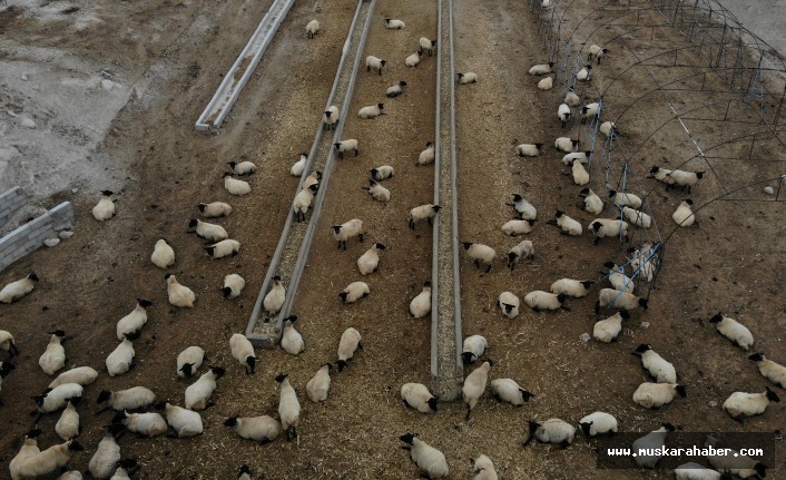 İngiliz koyunları Nevşehir'de