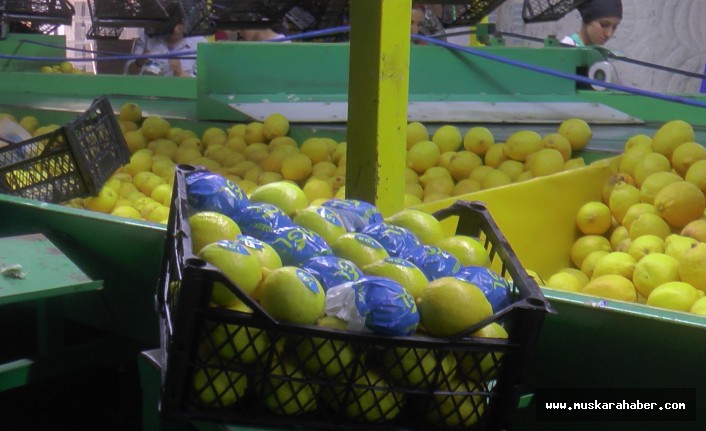 150 bin ton limon sevkiyatı devam ediyor