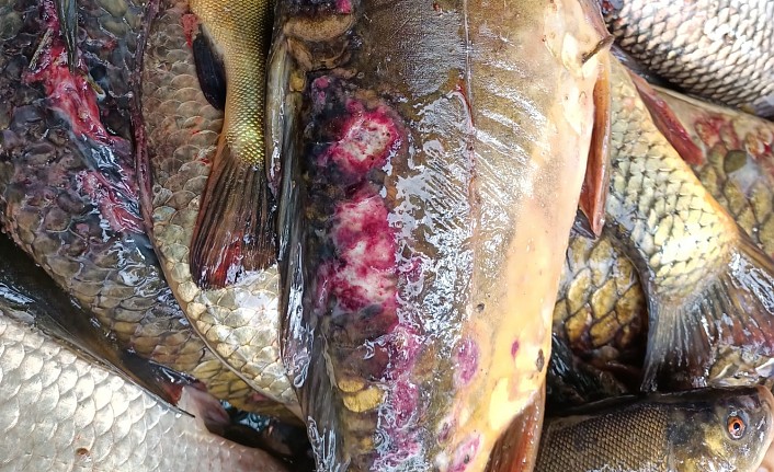 Kızılırmak’ta sazan balıklarında görülen hastalık endişe yarattı