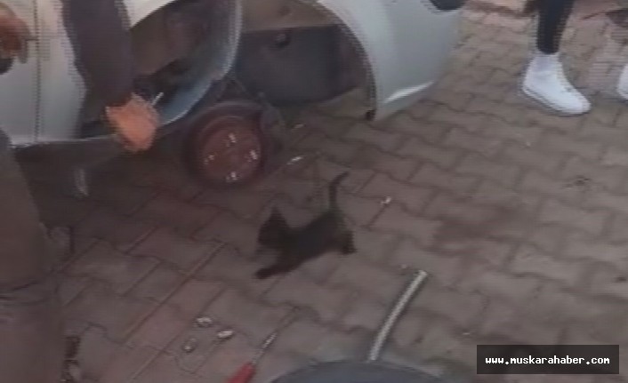 Otomobilin çamurluğuna sıkışan yavru kediyi esnaf kurtardı