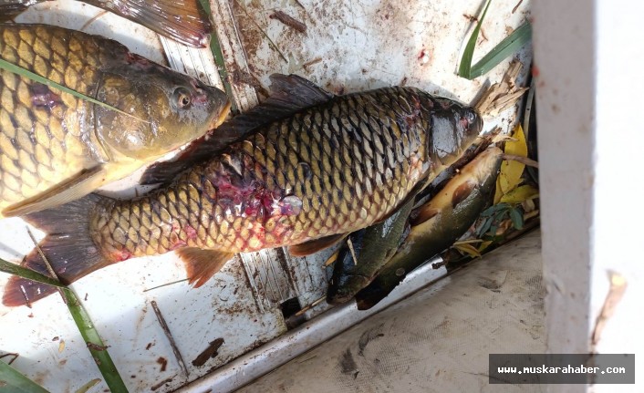 Tarım Bakanlığından balık ölümlerine ilişkin açıklama