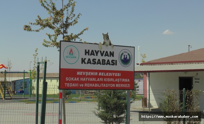 Nevşehir’de binden fazla sokak hayvanı kısırlaştırıldı