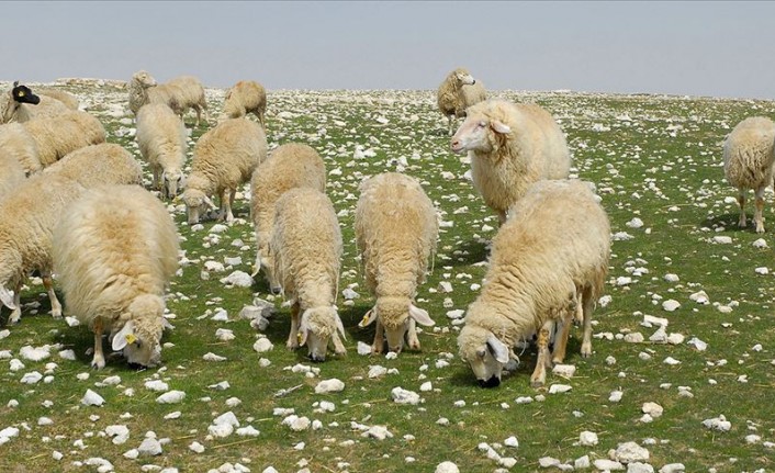 Anaç koyun keçi desteklemesi için son gün 2 Aralık