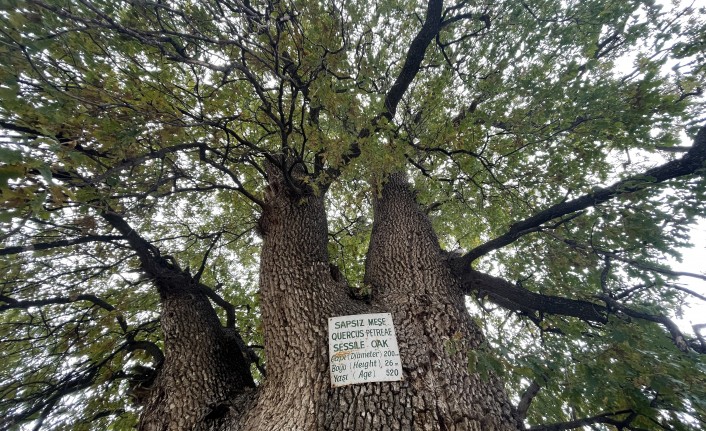 Nevşehir’in anıt ağacı 530 yıllık görkemiyle hala ayakta